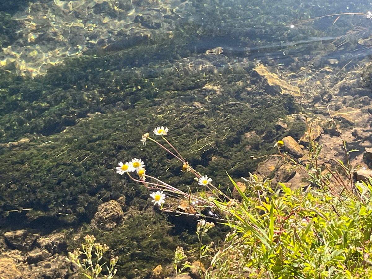 Who Gives Authority?